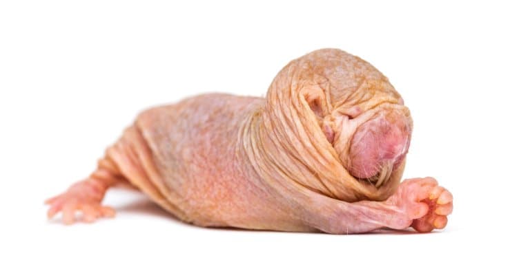 Naked mole rat, Burrow, Incisor, Facts, & Description