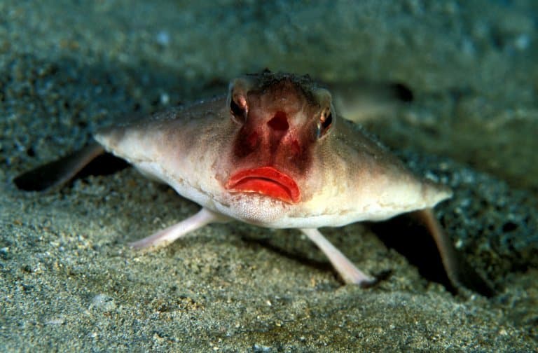 red lipped batfish facts