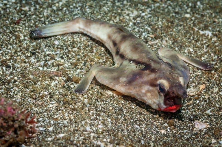 red lipped batfish ocean floor
