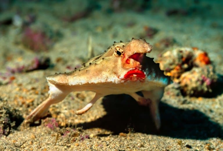 red lipped batfish facts