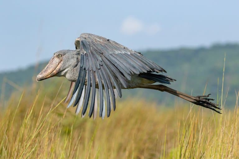 Shoebill Stork in flight