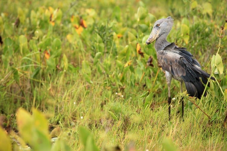 Shoebill Safari