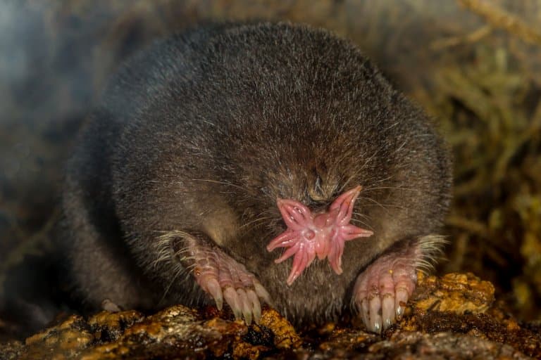 star nosed mole front legs