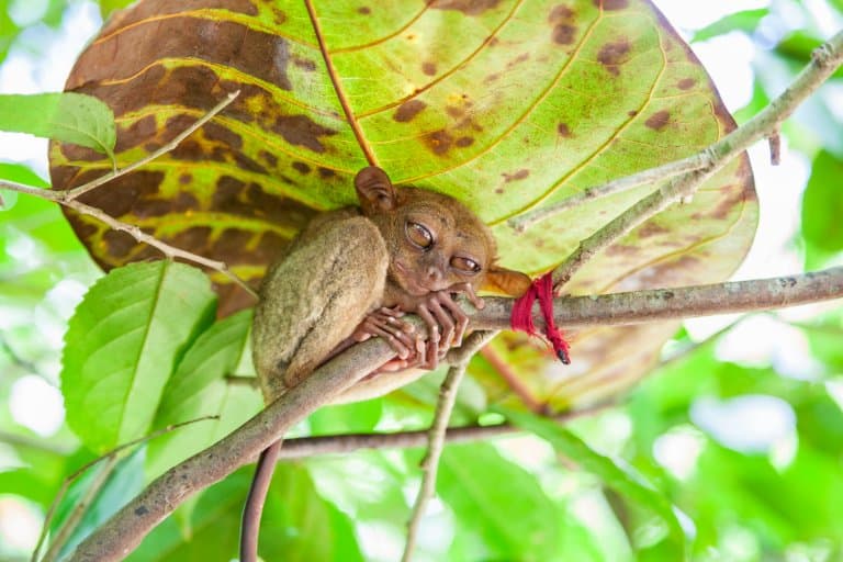 tarsier asleep