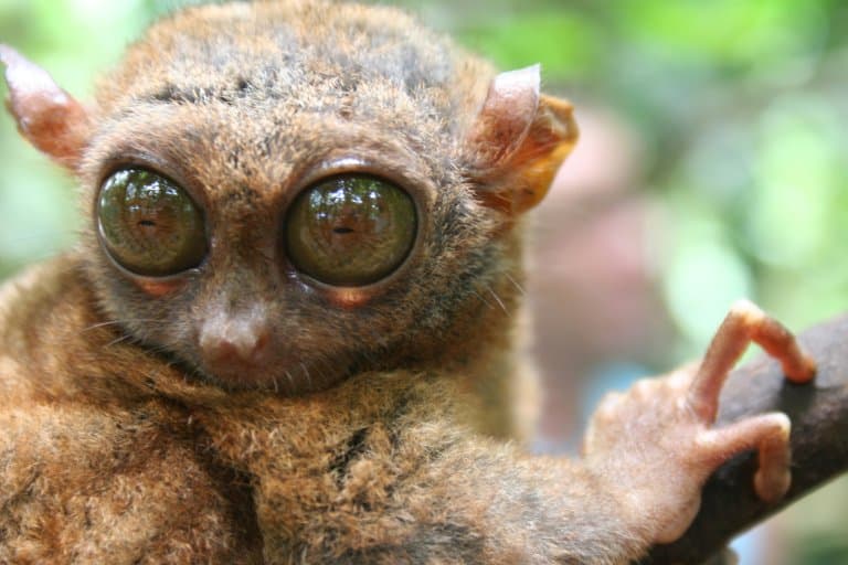10 Animals with Huge Eyes