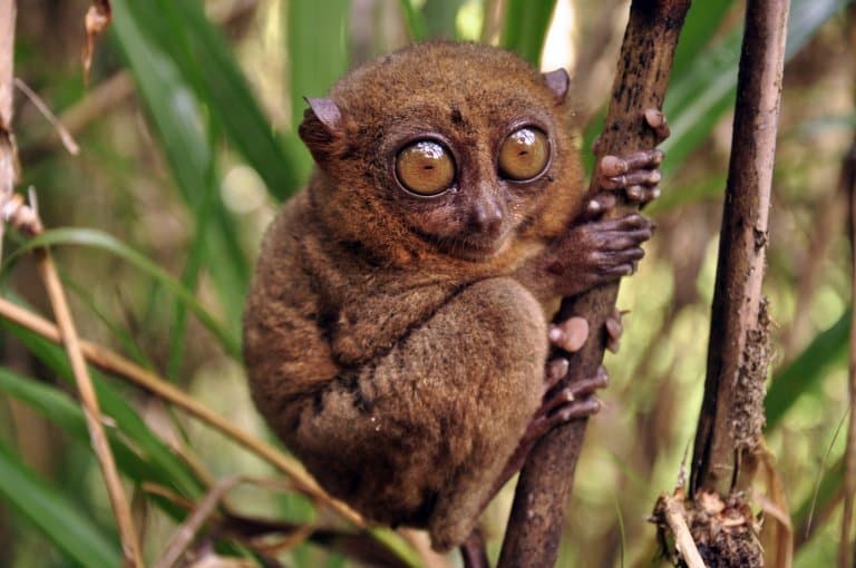 tarsier eating snake