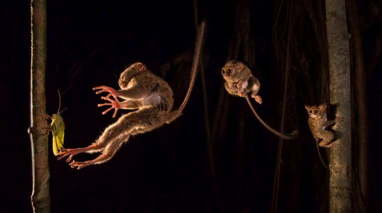 tarsier leaping