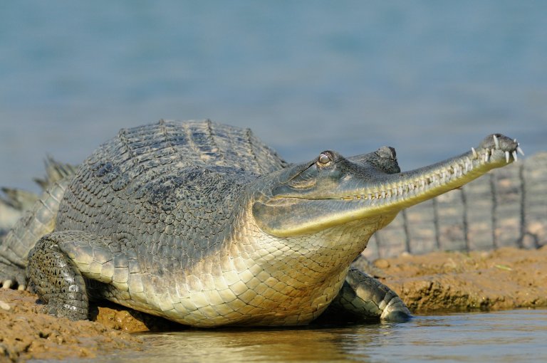 100 Most Beautiful Animals in the World -   gavial gharial alligator animal close-up crocodile
