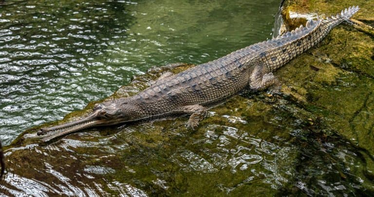 gharial in water