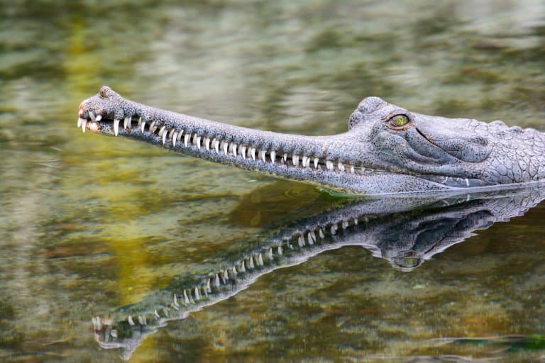Gharial facts