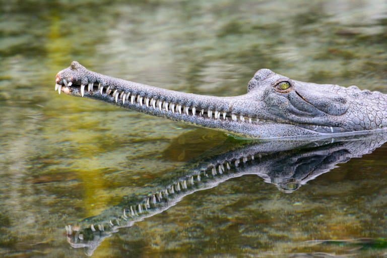 Crocodiles and gharials are getting bizarre orange 'tans' in Nepal. Here's  why.