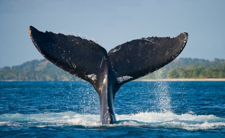 Humpback Whale tail