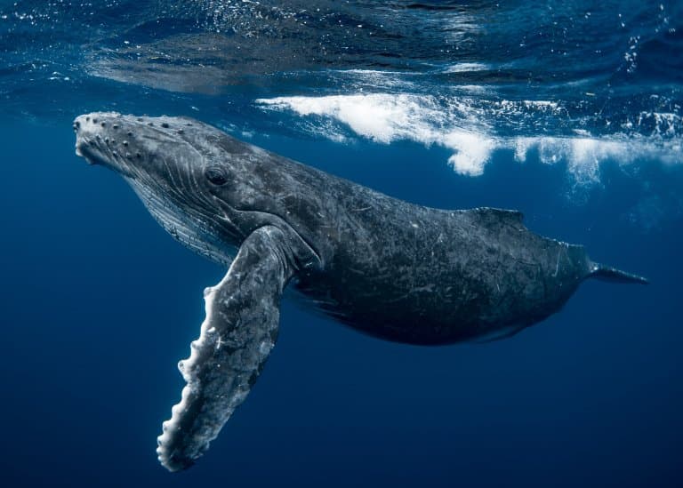 Humpback Whale hump!