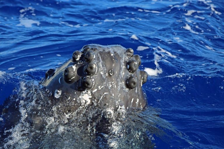 humpback whale tubercles