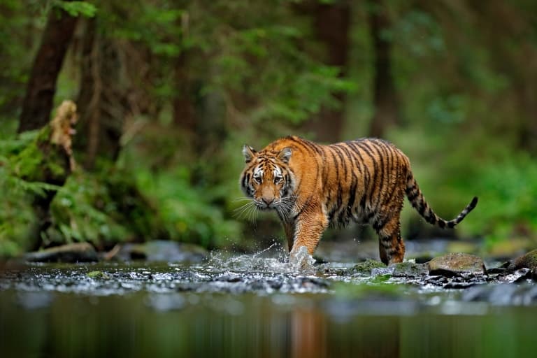 Large Siberian Tiger
