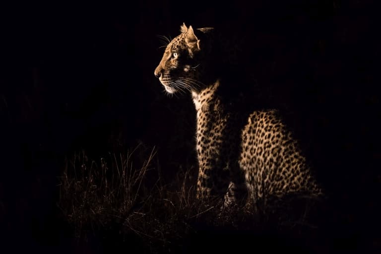 Leopard eyes in the dark