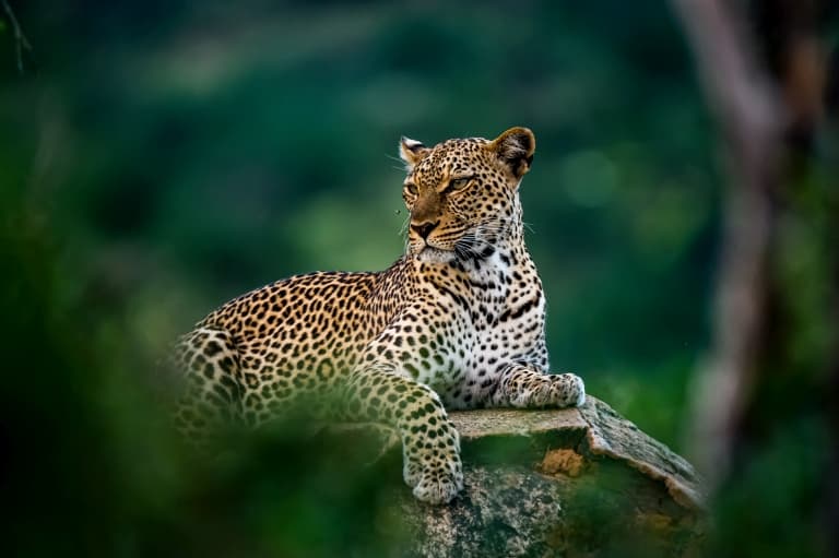 Leopard Facts