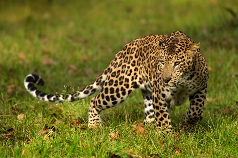 Leopard Hunting