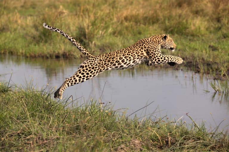 Leopard Jumping