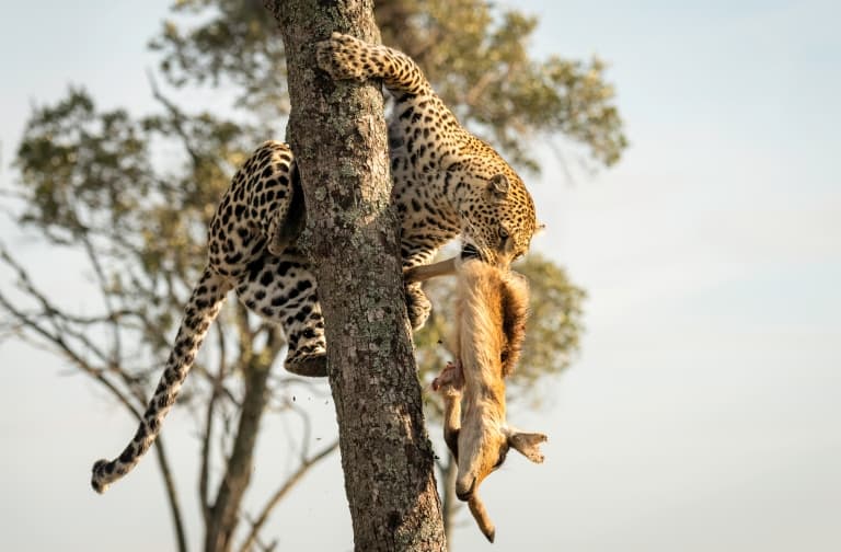 Leopard taking kill into a tree