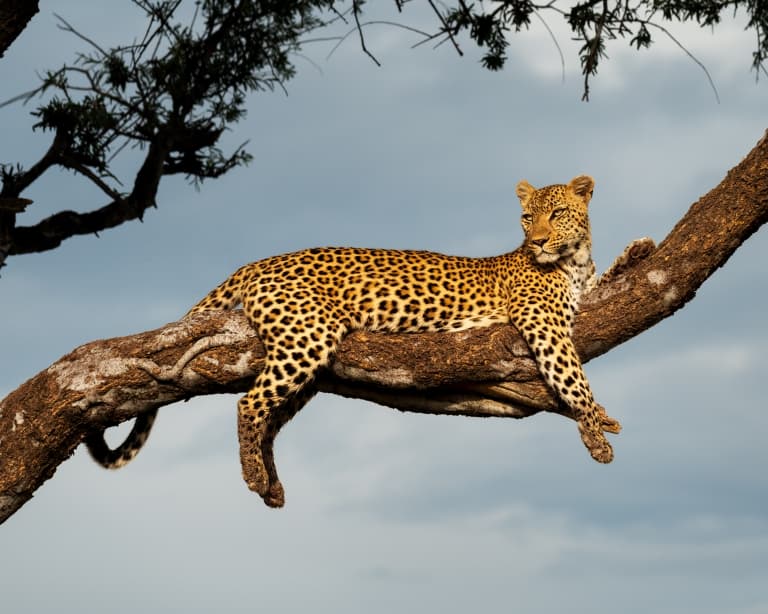 Leopard in tree