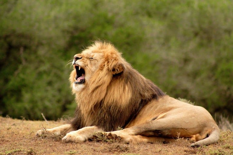 Lion roar