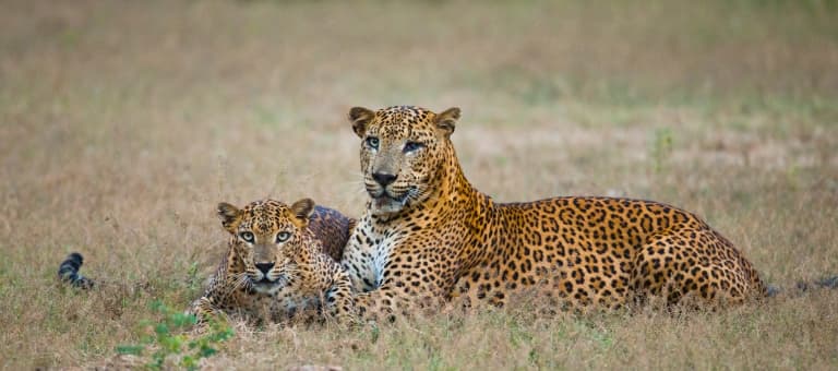male and female leopard