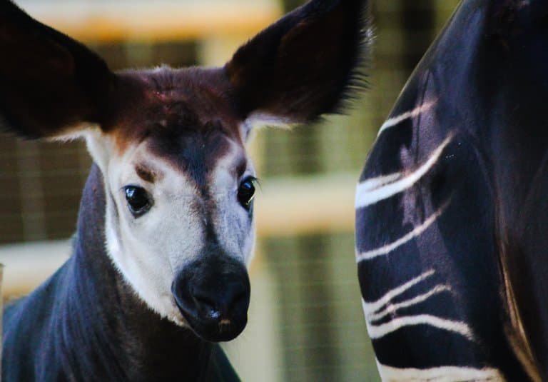 Okapi baby