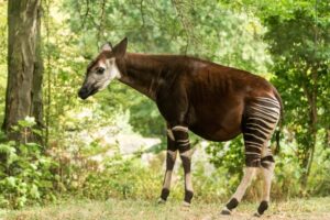 21 Okapi Facts - Fact Animal