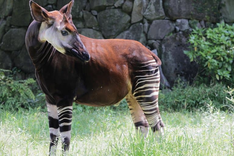 21 Okapi Facts - Fact Animal