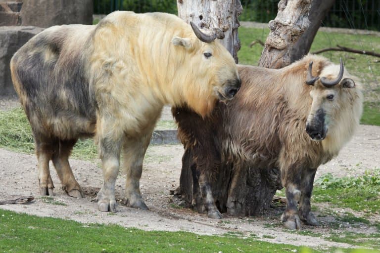 sichuan takin golden coat