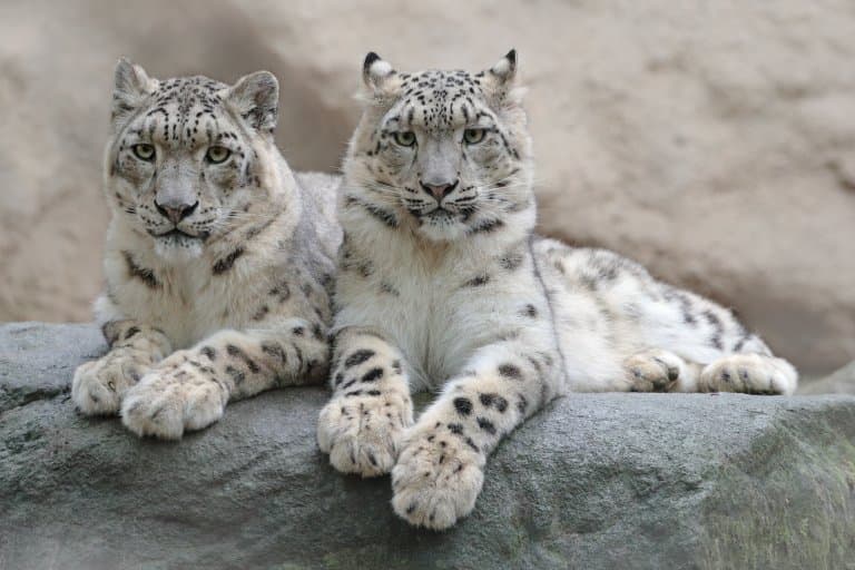Snow Leopards related to tigers