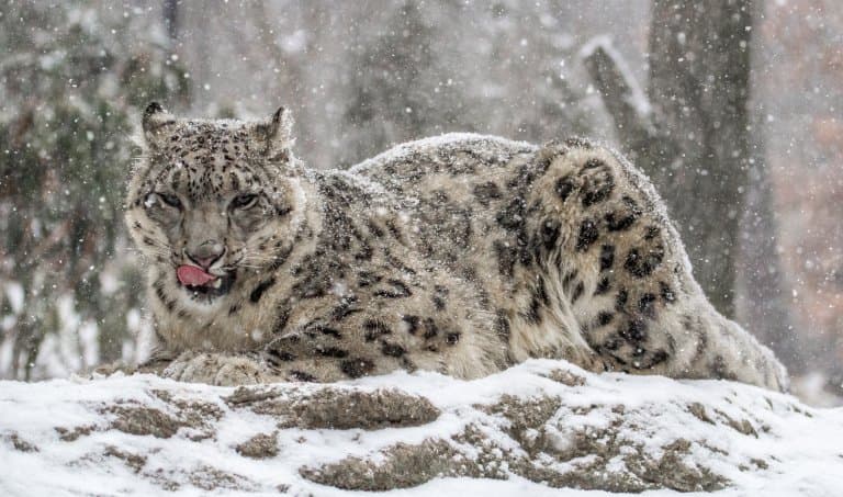 Snow Leopard in mountains