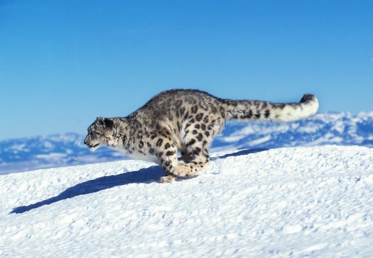Snow Leopard Running