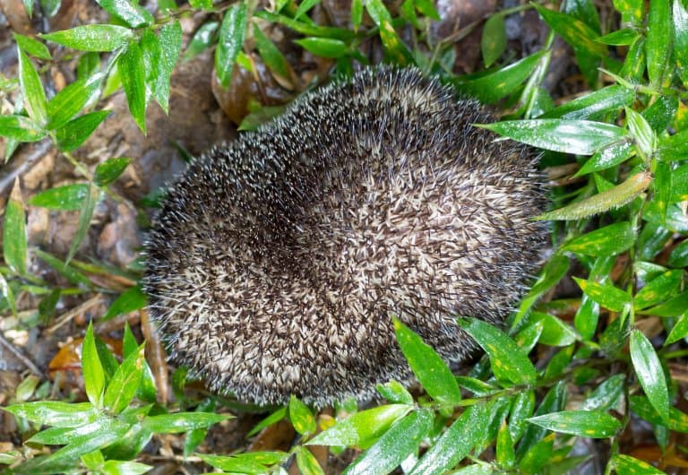 tenrec rolled up into a ball