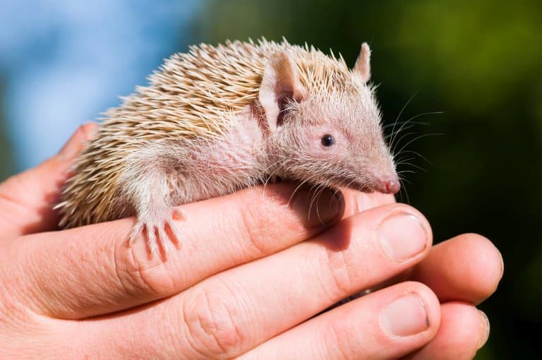 Tenrec is not a hedgehog OK!
