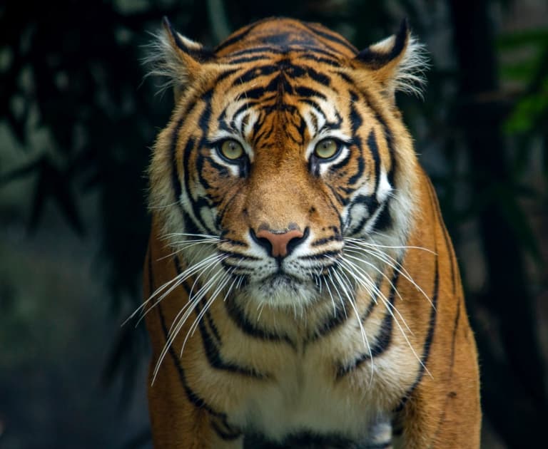 Tiger, Facts, Information, Pictures, & Habitat