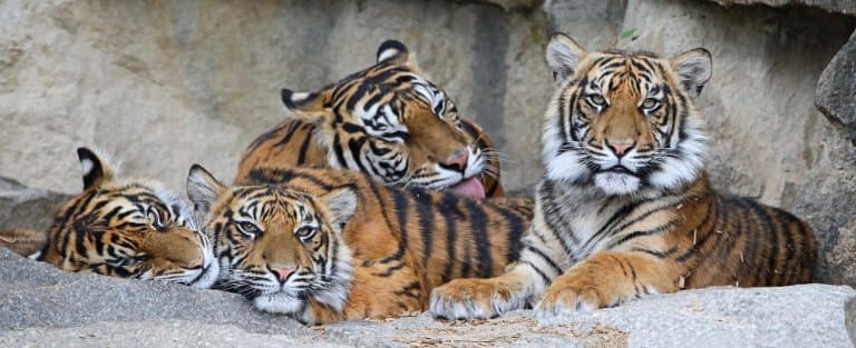 Tigers being social