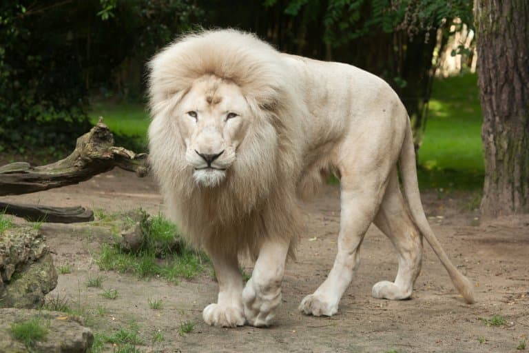 27 Fun Lion Facts - Fact Animal
