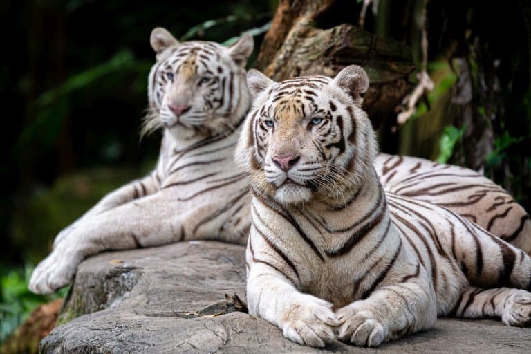 20 Terrific Tiger Facts - Fact Animal