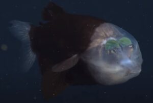 14 Crazy Barreleye Fish Facts (Macropinna Microstoma) - Fact Animal