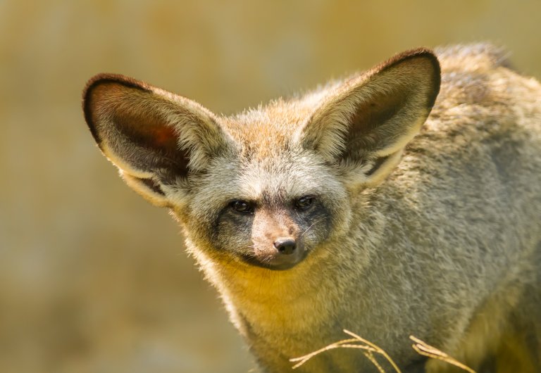 Bat-Eared Fox huge ears