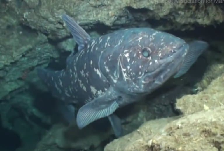 Coelacanth in a cave