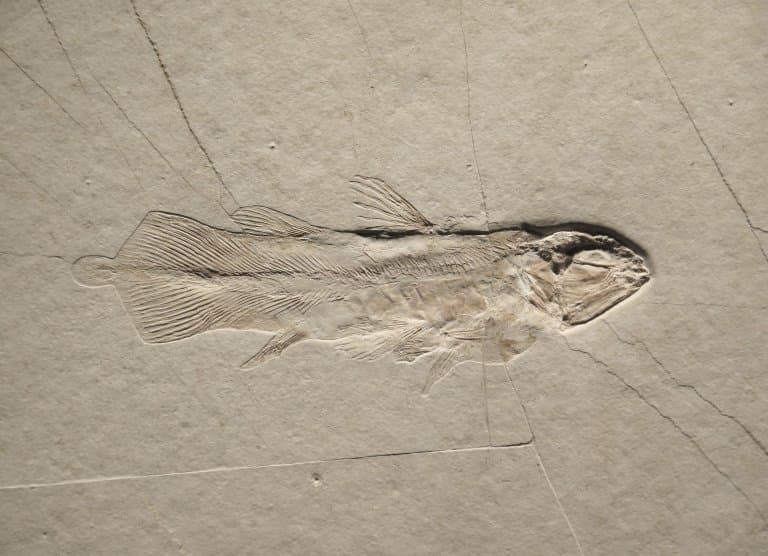 Coelacanth fossil