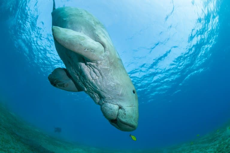 dugong diving