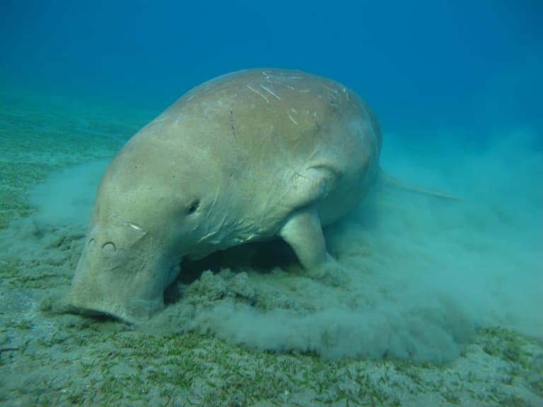 dugong facts