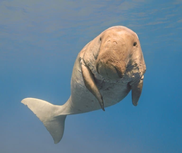 dugong facts