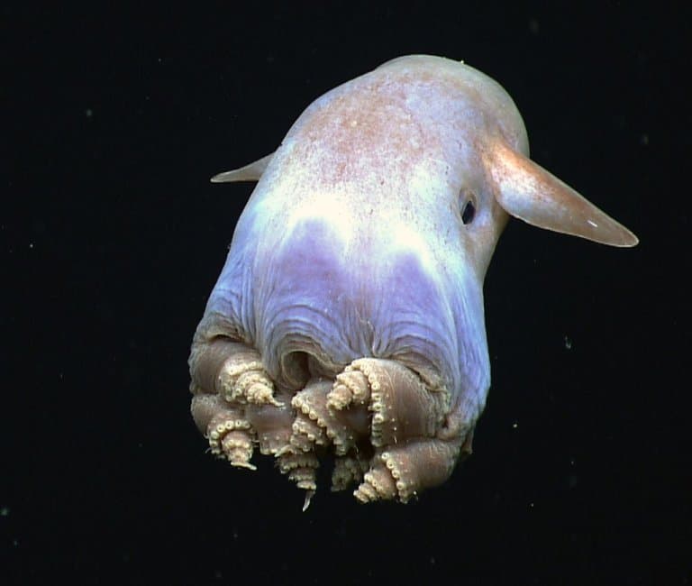 14 Dumbo Octopus Facts - Fact Animal