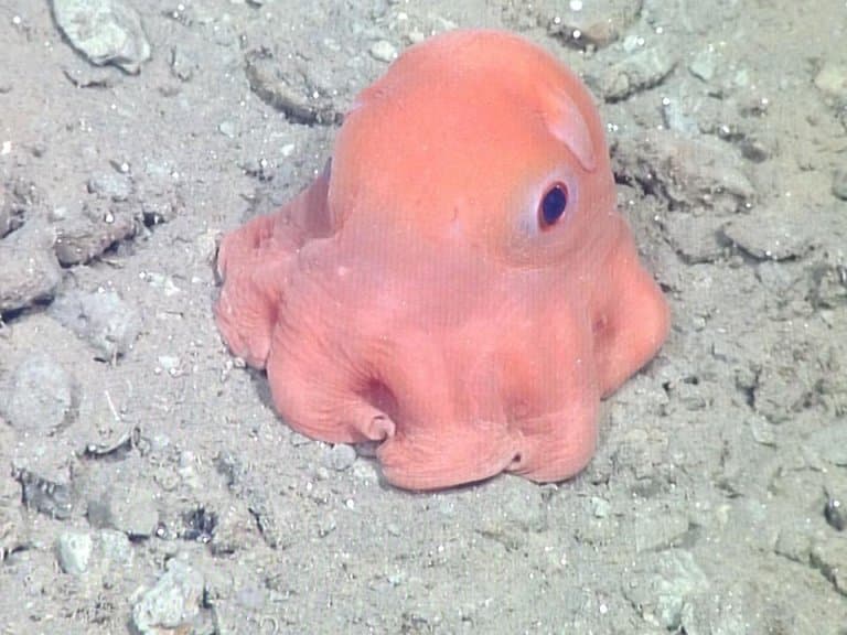 orange dumbo octopus
