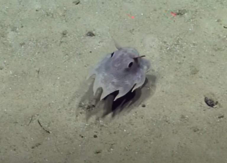 dumbo octopus baby